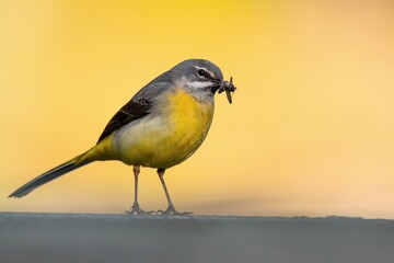Grey wagtail (Motacilla cinerea), with beautiful yellow coloured background. Colorful song bird with yellow feather sitting on the ground near the pond. Wildlife scene from nature, Czech Republic
