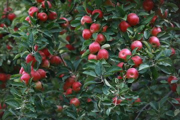 
apple and apple orchards, Amasya Apple