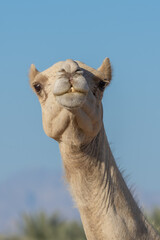 Portrait Close-up of a desert dromedary camel facial expression with its mouth and teeth showing in Middle East in the United Arab Emirates . Dromedary camel (Camelus dromedarius