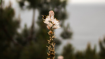 Una abeja en una flor