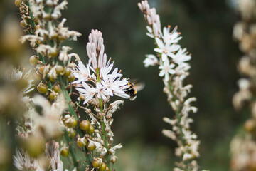 Una abeja en una flor