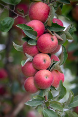 
apple and apple orchards, Amasya Apple