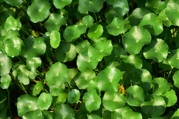 Beautiful plant in the garden Blooming in the summer.Landscaped Formal Garden