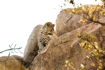 Leopard watching from a boulder in Kruger National park, South Africa ; Specie Panthera pardus...