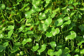 Beautiful plant in the garden Blooming in the summer.Landscaped Formal Garden	