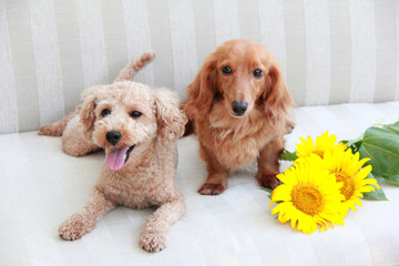 ペットとひまわりの花