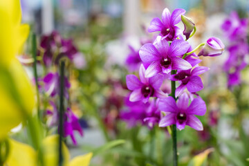 Group of purple orchids on blurred multicolored floral background, selective focus. Natural bright floral background for the designer.