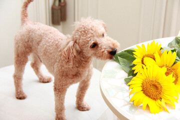 ペットとひまわりの花