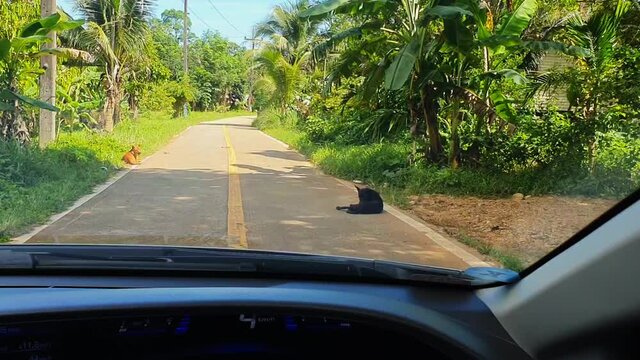 POV: Dogs are laying on the Road so I Drive Around them by a Car on a Jungle Road on the Koh Chang Island in Thailand, Asia. Sun Glares on the Windshield of the Car.