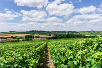 Row vine grape in champagne vineyards at montagne de reims countryside village background, Reims, France