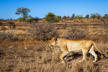 African lioness stalking in the bush in Kruger National park, South Africa ; Specie Panthera leo family of Felidae