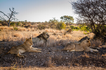 African lion pride lying down in shadow in Kruger National park, South Africa ; Specie Panthera leo family of Felidae