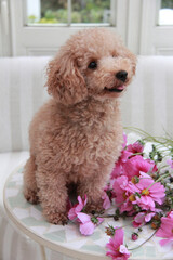 トイプードルとコスモス