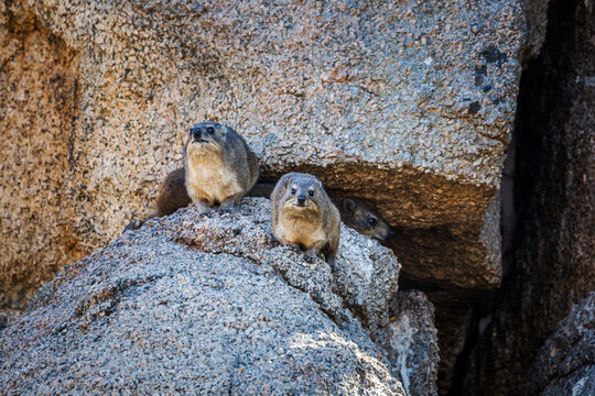 Three Rock hyrax standing in a rock  in Kruger National park, South Africa ; Specie Procavia capensis family of Procaviidae