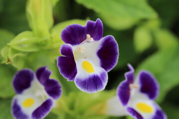 Fototapeta na wymiar 秋の花壇に咲くトレニアの紺色の花