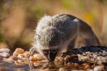 Vervet monkey portrait drinking in waterhole in Kruger National park, South Africa ; Specie...