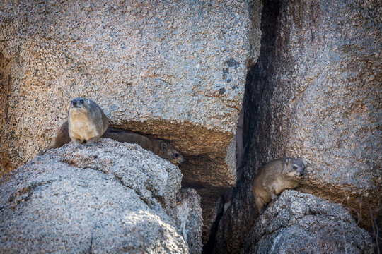 Three Rock hyrax standing in a rock  in Kruger National park, South Africa ; Specie Procavia capensis family of Procaviidae