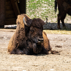 Fototapeta premium American buffalo known as bison, Bos bison in the zoo