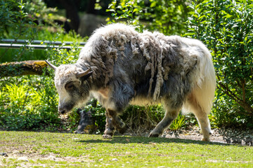 Fototapeta premium The domestic Yak, Bos mutus grunniens in a park