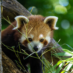 The red panda, Ailurus fulgens, also called the lesser panda.