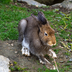 Mountain hare, Lepus timidus, also known as the white hare.