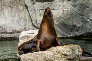 Fototapeta premium The South American sea lion, Otaria flavescens in the zoo