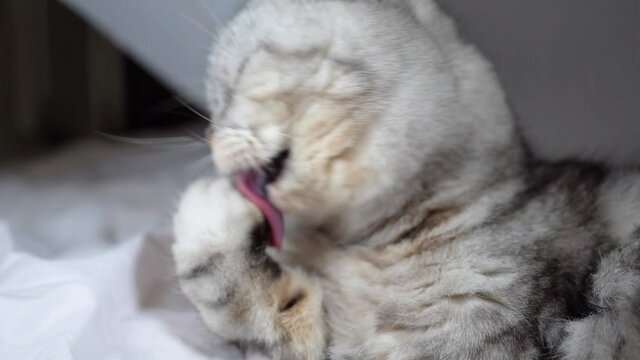 a purebred Scottish Fold cat licks itself. Very cute cat washes his face. The cat licks its paw with pleasure. The sissy spitter watches his fur