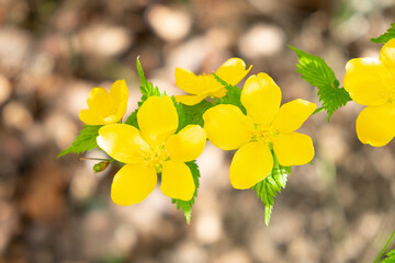 黄色いヤマブキの花のアップ