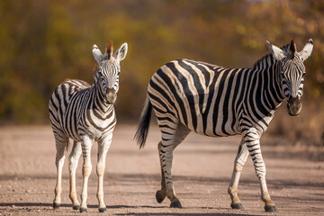 Fototapeta na wymiar Plains zebra female and baby in safari gravel road in Kruger National park, South Africa ; Specie Equus quagga burchellii family of Equidae