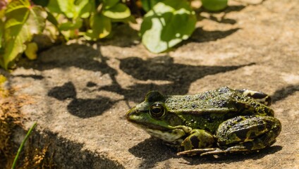 Frosch auf Mauer 