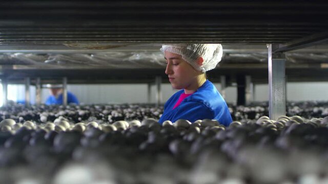 Mushroom farm. A bed of champignon mushrooms. The girl picks one mushroom with her hand. Industrial agribusiness of pure vegetarian products. Eco-friendly products, non-GMO. Mushroom picking.
