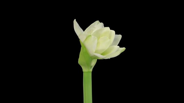 Time-lapse of opening white Alfresco amaryllis Christmas flower 1d3 in RGB + ALPHA matte format isolated on black background
