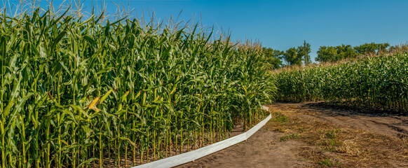 panorama of farmland with two circular fields of crops: corn and sunflower