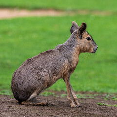 Naklejka na ściany i meble Patagonian Mara, Dolichotis patagonum are large relatives of guinea pigs