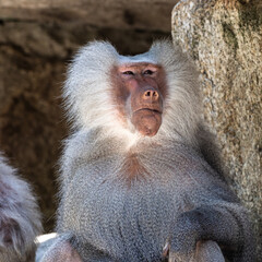 The hamadryas baboon, Papio hamadryas is a species of baboon