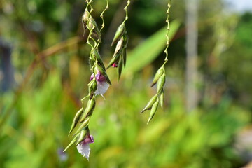 Beautiful flowers in the garden Blooming in the summer.Landscaped Formal Garden