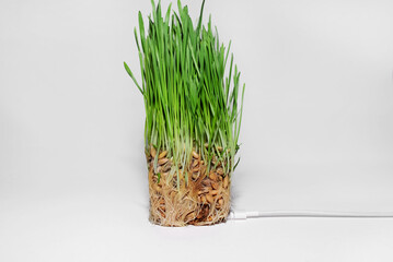 Green grass and usb wire on a white background, close up. Green energy, renewable energy, earth resources concept