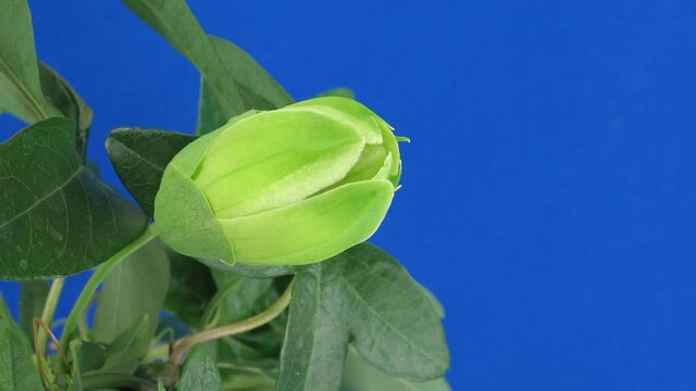 Time-lapse of opening and closing passiflora (Passion Flower) 3a against blue background
