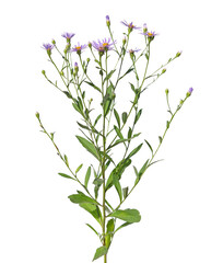 Fototapeta na wymiar Alpine aster plant isolated on white, Aster alpines