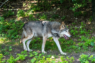 European Grey Wolf, Canis lupus in a german park