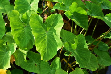 Beautiful plant in the garden Blooming in the summer.Landscaped Formal Garden	