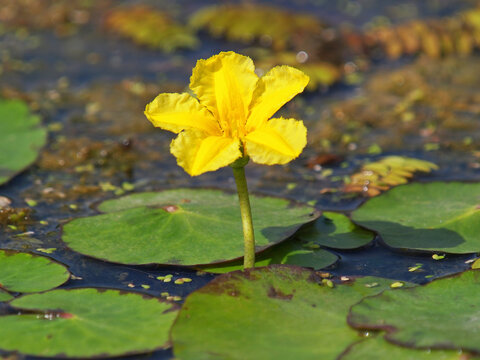 Flower of yellow floating heart, aquatic plant. Nymphoides peltata