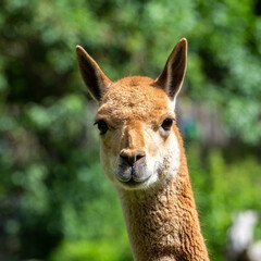 Vicunas, Vicugna Vicugna, relatives of the llama