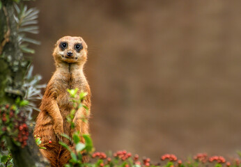 Meerkat is looking at the camera with brown background