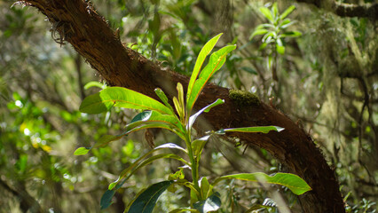 Green tropical leaves of a tree 
