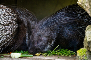 Indian crested Porcupine, Hystrix indica in a german zoo