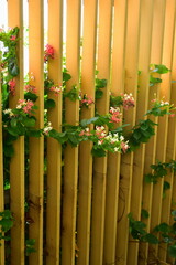 Obraz premium Beautiful flowers in the garden Blooming in the summer.Landscaped Formal Garden