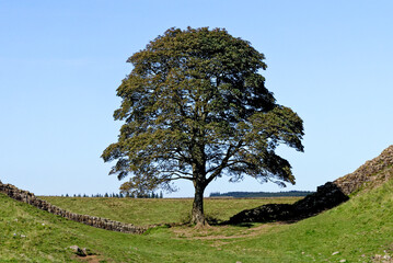 Sycamore Gap - Hadrian's Wall - Northumberland, England