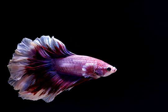 the red sakura haifmoon batta fish in movement on black background out focus