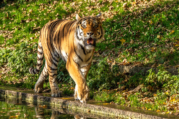 The Siberian tiger,Panthera tigris altaica in the zoo